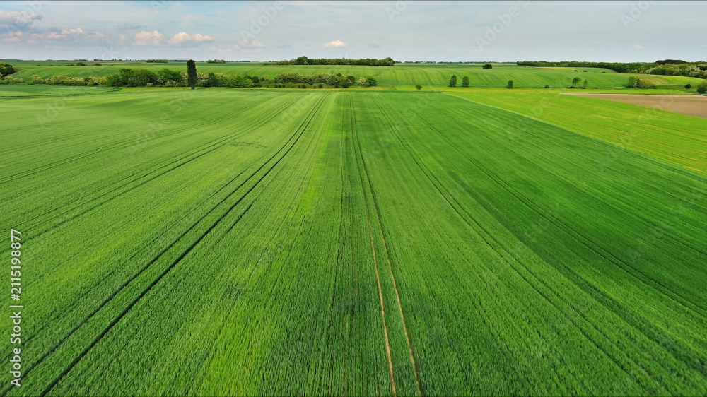 Naklejka premium Green wheat field on hills under blue sky with clouds