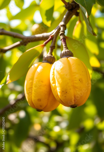 Two yellow garcinia fruits ...
