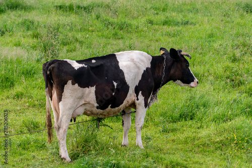 Bild auf Leinwand A cow is grazing in a clear meadow