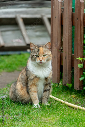 Bild auf Leinwand Portrait of a lone stray cat