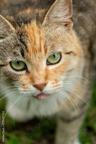 Bild auf Leinwand Portrait of a lone stray cat