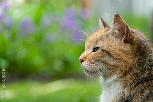Canvastavla Portrait of a lone stray cat