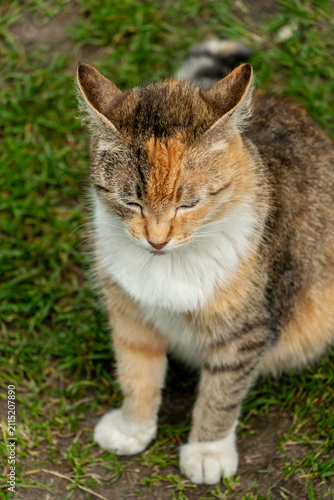 Obraz na płótnie Portrait of a lone stray cat
