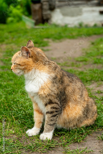 Bild auf Leinwand Portrait of a lone stray cat