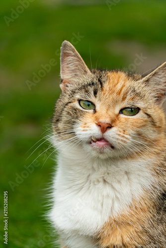 Portrait of a lone stray cat. A beautiful domestic cat is sitting on the grass.