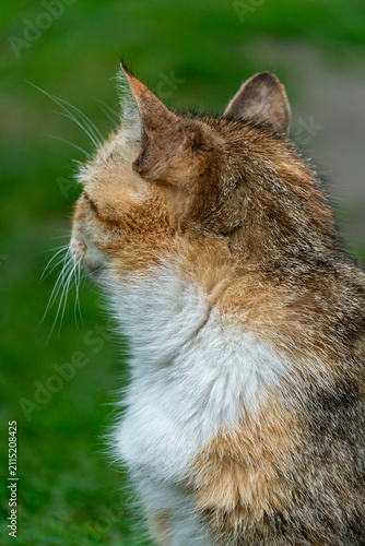 Portrait of a lone stray cat. A beautiful domestic cat is sitting on the grass.