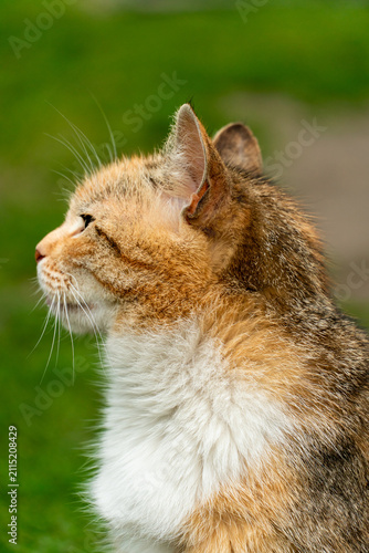 Portrait of a lone stray cat. A beautiful domestic cat is sitting on the grass.