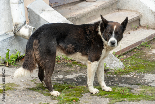 A lone stray dog sits on the ground. A stray dog with sad eyes is looking for a master