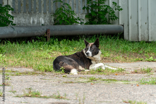 A lone stray dog sits on the ground. A stray dog with sad eyes is looking for a master