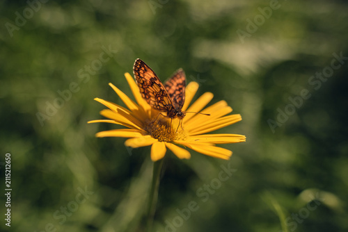 Schmetterling