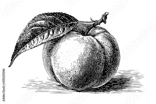 Monochrome peach graphic engraving with delicate stippling and contour shading
