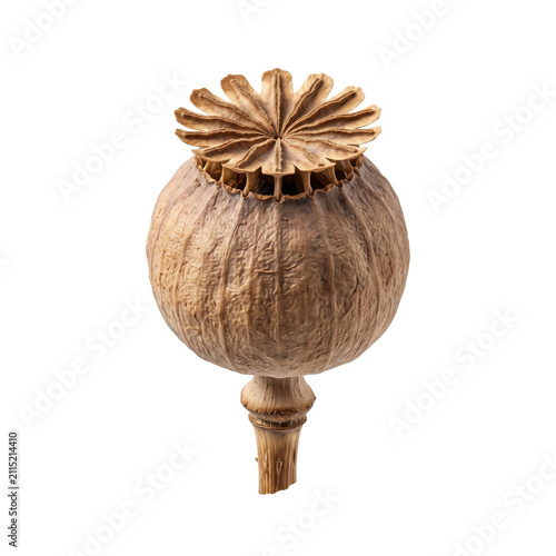 Dried poppy seed pod macro botanical specimen with textured surface star on transparent background