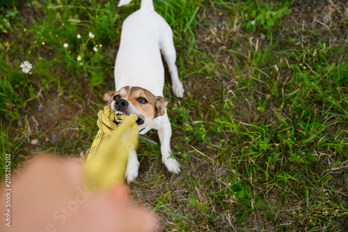 High angle POV shot of owner training Jack Russell Terrier dog using play therapy and arousal control, pulling yellow rope toy on green grass field for behavior correction, canine therapy. Pet games