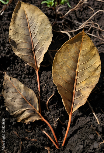 Three dry brown leaves with...