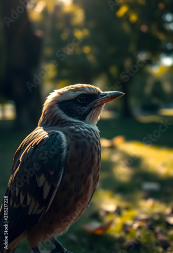 Close up of a small bird wi...