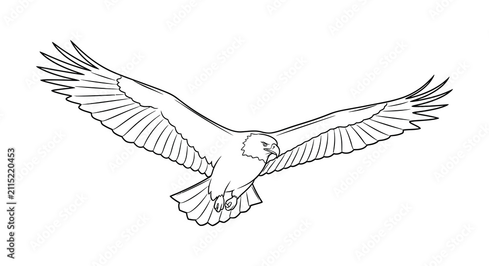Obraz premium eagle in flight silhouette bird wing feather