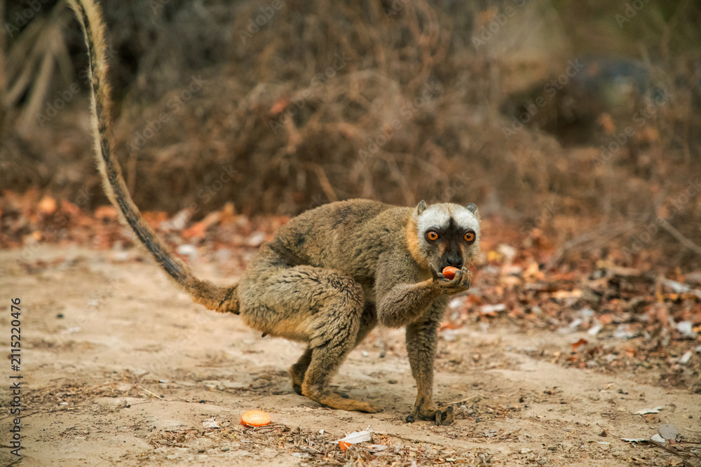 Obraz premium Common brown lemur Eulemur fulvus with orange eyes.