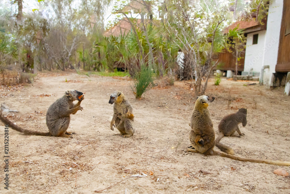 Obraz premium brown lemurs takes food from a man's hand in Madagascar