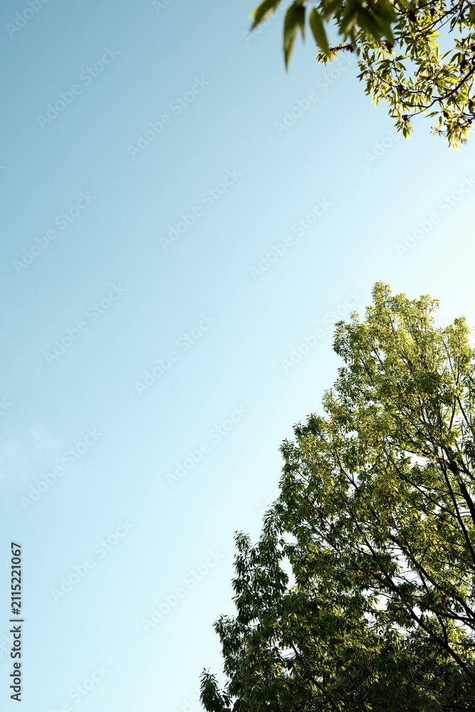 Fototapeta premium Low angle view of trees against blue sky