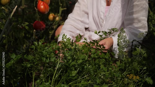 Woman picking herbs in a garden with tomatoes in the background during a sunny day