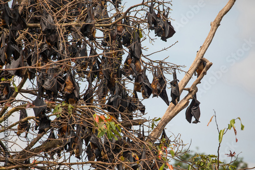 close-up hanging Mariana fruit bat Pteropus mariannus