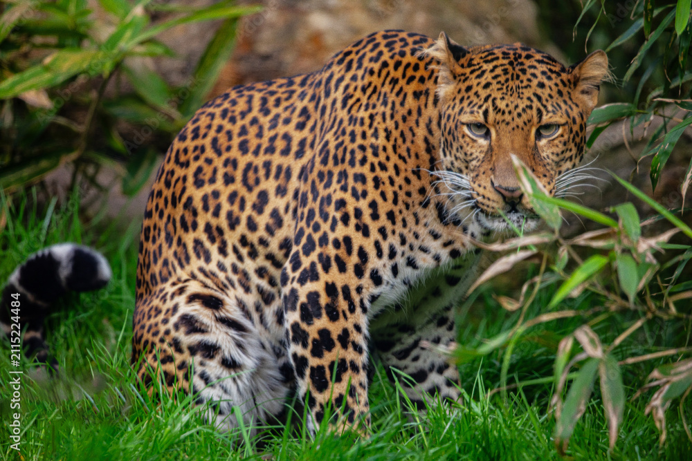 Fototapeta premium Male Javan leopard Panthera pardus melas of Java, Indonesia.