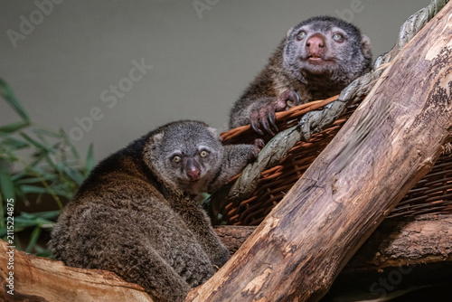 Canvas Print cute wild bear cuscus aulirops ursinus arboreal