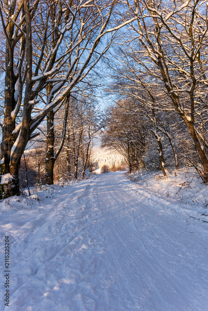 Fototapeta premium Winter forest trail through snow-covered trees in the Rhön Mountains, Germany