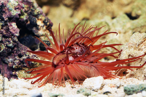 Swimming file clam (Limaria orientalis)