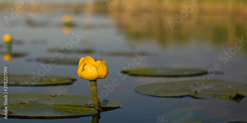 Fotografie Yellow water lily, flowers, flower in pond