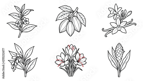 Bild auf Leinwand Vintage botanical spice illustrations, set of 6 hand drawn floral icons, black a