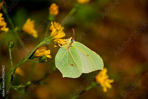 żółty cytrynek, żółty motyl siedzący na żółtym kwiecie, Latolistek cytrynek, listkowiec cytrynek (Gonepteryx rhamni), common brimstone, Male common brimstone 