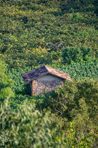 casetta isolata nei campi coltivati in estate