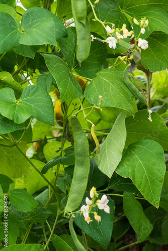 Runner beans (Phaseolus coccineus) growing on climbing vegetable plant