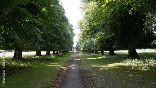 Obraz na płótnie path in the park