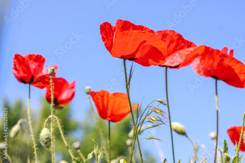 Red poppy flowers blooming in wild summer meadow