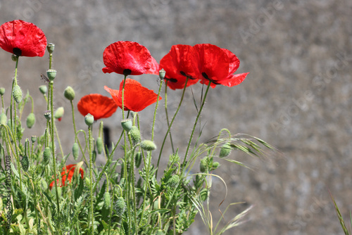 Red poppy flowers blooming in wild summer meadow