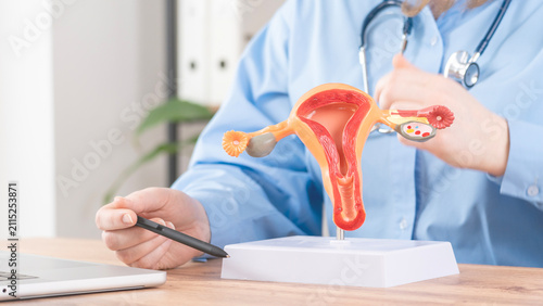 Medical professional holds detailed reproductive anatomy model. They point to the uterus and ovaries with a pen. Laptop sits on the wooden desk beside the model
