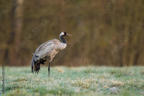 Common crane standing on one leg in a frosty meadow