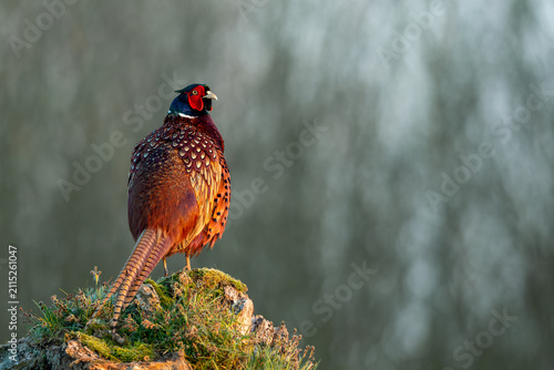 Male common pheasant perched on a mossy tree stump in golden light