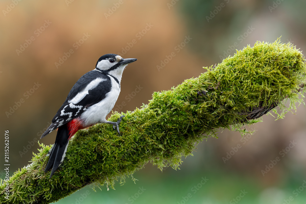 Obraz premium Great spotted woodpecker perched on a moss-covered branch in forest