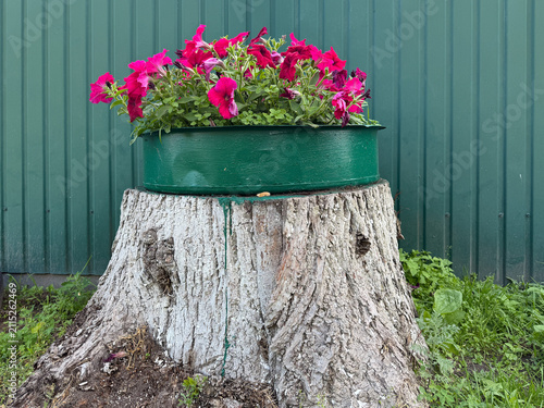 Foto Pink petunias in a green planter on a tree stump