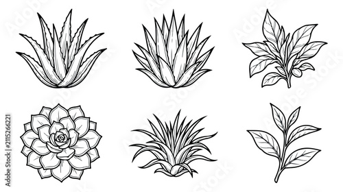 Hand drawn succulent and agave plant collection, 6 botanical vector line art illustrations, black and white desert flora sketches for organic branding