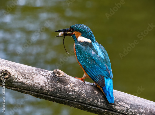 Fotografie Shining Kingfisher Perched on Branch Holding a Fish
