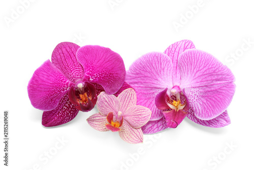 Three pink phalaenopsis orc...