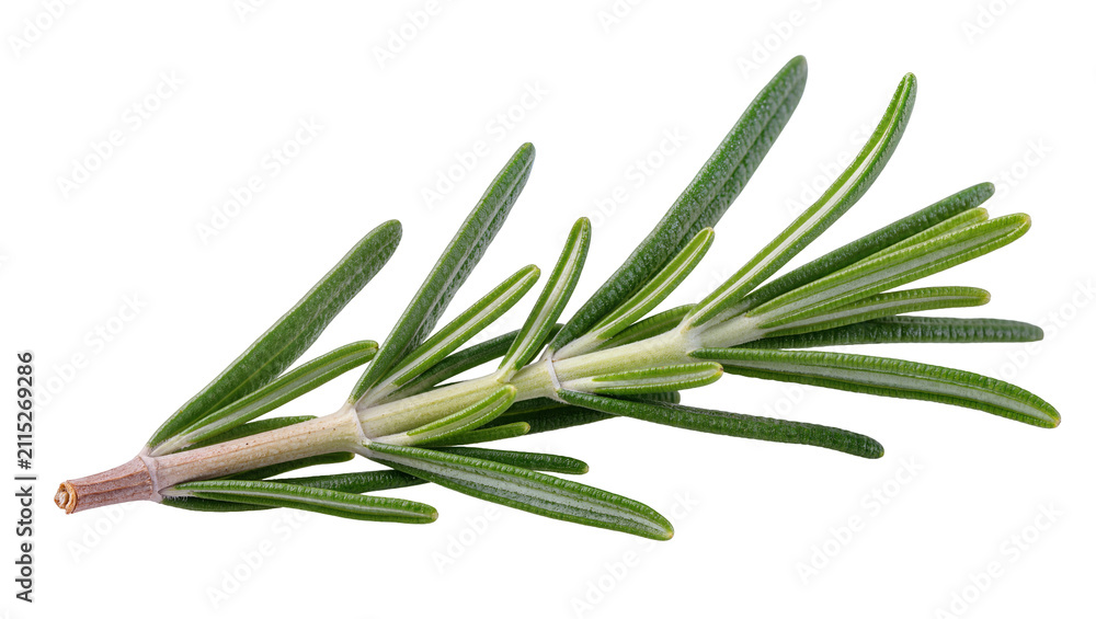 Fototapeta premium Isolated single fresh green rosemary sprig fragrant aromatic herb for culinary seasoning