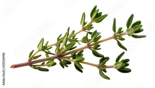 Cuadro en lienzo Isolated fresh green thyme sprig, aromatic cooking herb for seasoning and culina