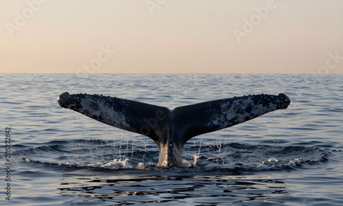 Whale Tail in Ocean