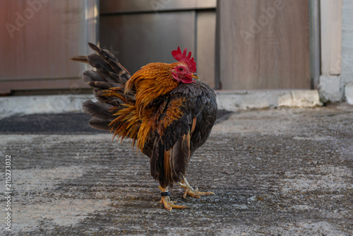 Foto Colorful Bantam Rooster Standing Outdoors with Raised Tail