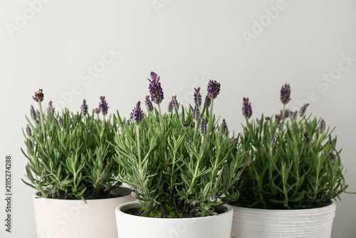 Pots with lavender on white...